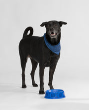 Pet Triangle Scarf (Blue)